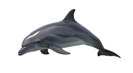 Isolated Bottlenose Dolphin aquatic mammal in realistic full shot studio no people