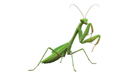 Isolated Green Praying Mantis Against Neutral Backdrop Insect Arthropod Wildlife Animal