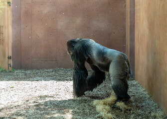 Western Lowland Gorilla male in her enclosure in Prague Zoo in Czech Republic