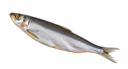 Isolated sprattus sprattus Baltic sea sprat single fresh fish food diet nutrition closeup