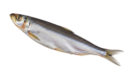Isolated sprattus sprattus Baltic sea sprat single fresh fish food diet nutrition closeup