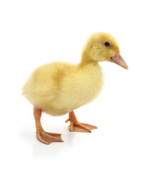 One little duckling.