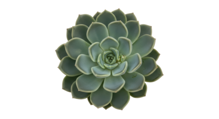 Isolated rosette succulent, a beautiful ornamental plant, perfect for desert gardens