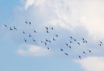 Silhouettes of a flock of wild ducks in flight