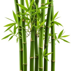 Obraz premium or One leaves isolated collection blackberry Set on background. white berry with organic