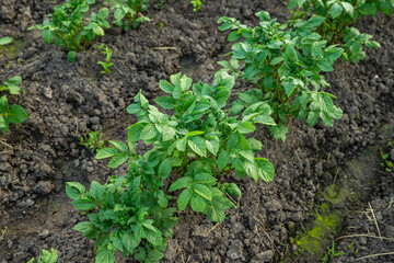 Potato plants growing in a garden during springtime in a rural area. organic farm