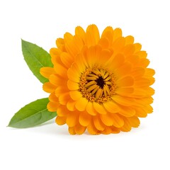 on view  with Sliced white Healthy for leaves pineapple green  Top copy space your isolated closeup with background text.  healthy