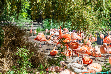 Many Caribbean and Chilean flamingos are in the their enclosure in Prague Zoo in Czech Republic