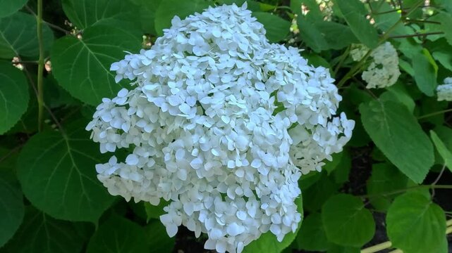 Hydrangea arborescens - inflorescence with many white flowers