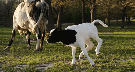 Fototapeta premium Energetic playful calf running through farm field behind mom cow during spring season.