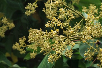 Firmiana simplex, called Byeogodong, is a deciduous tree native to China. Planted as an ornamental tree, its wood is used for tools, bark for fiber, and seeds for tea.