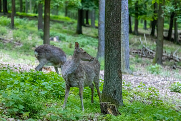 Wild deer in spring green forest among the leaves. Deer walking among green trees in forest park. Wildlife, nature, and seasonal scenery captured in natural habitat. Roe deer animals in the wild