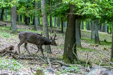 Wild deer in spring green forest among the leaves. Deer walking among green trees in forest park. Wildlife, nature, and seasonal scenery captured in natural habitat. Roe deer animals in the wild