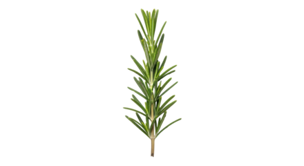Isolated rosemary sprig with fresh needle-like leaves for cooking and seasoning food