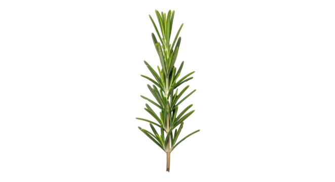 Isolated rosemary sprig with fresh needle-like leaves for cooking and seasoning food