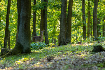Obraz premium Wild deer in spring green forest among the leaves. Deer walking among green trees in forest park. Wildlife, nature, and seasonal scenery captured in natural habitat. Roe deer animals in the wild