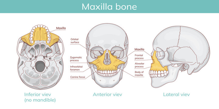 Upper jaw and facial anatomy diagram. Vector educational diagram.