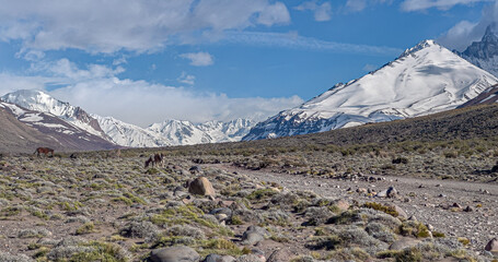 Two horses grazing in the Andes mountains