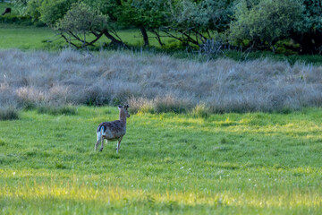 Wild deer in spring green forest among the leaves. Deer walking among green trees in forest park. Wildlife, nature, and seasonal scenery captured in natural habitat. Roe deer animals in the wild