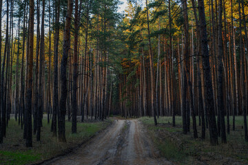 Fototapeta premium Autumn forest road through mixed pine and deciduous trees