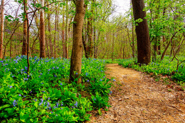 Obraz premium Bluebell Trail, Three Creeks Metro Park, Columbus, Ohio
