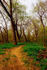 Bluebell Trail, Three Creeks Metro Park, Columbus, Ohio