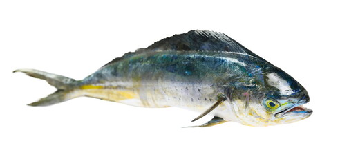 Fresh mahi-mahi fish or common dolphinfish, Coryphaena hippurus isolated on white, clipping path