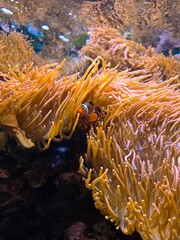 Clownfish nestled in golden anemone on a tropical reef