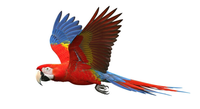 Isolated Scarlet macaw parrot bird with outstretched wings flying or landing in air