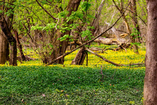 Lesser Celadine Seen From the Bluebell Trail, Three Creeks Metro Park, Columbus, Ohio