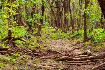 Fototapeta premium Bluebell Trail, Three Creeks Metro Park, Columbus, Ohio