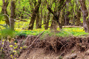 Lesser Celadine Seen From the Bluebell Trail, Three Creeks Metro Park, Columbus, Ohio