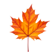 Fototapeta premium Orange maple leaf closeup Isolated
