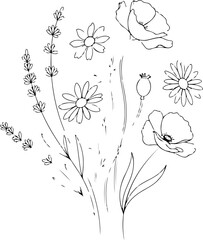 Minimalist Botanical Line Art of Wildflowers and Herbs – Elegant Floral Outline Illustration