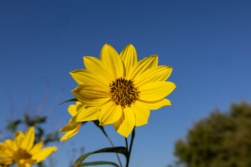 A bright yellow flower against a blue sky.