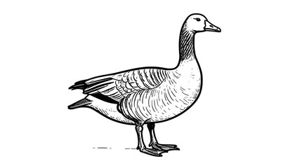 Side view of a goose drawing