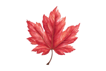 Red Maple Leaf in Vibrant Autumnal Color on Isolated White Background for Seasonal Design