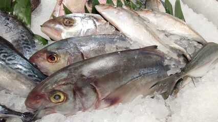 Market fish seafood display with ice background