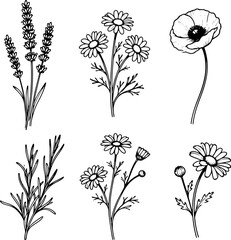 Minimalist Botanical Line Art of Wildflowers and Herbs – Elegant Floral Outline Illustration