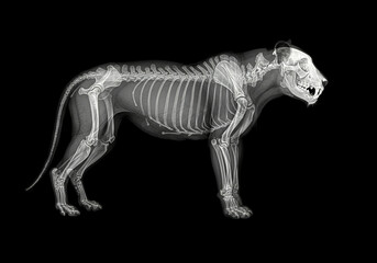 Fototapeta premium X-ray of a lion in full size