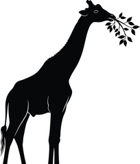 Elegant silhouette of giraffe eating leaves from tall tree branch, wildlife nature scene, African safari animal illustration, black and white vector art