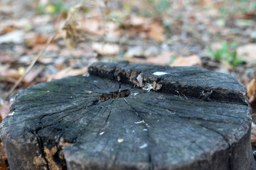 Close-up view of a weathered tree stump with visible cracks and textures, surrounded by fallen leaves and greenery, showcasing natural decay and forest ambiance