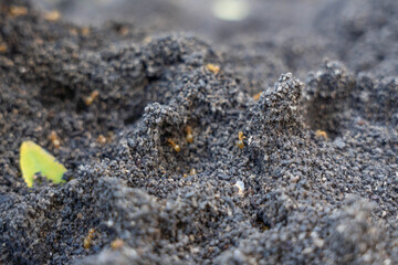 Close-up view of rich, dark soil texture with small green leaf, showcasing natural earth elements and organic materials in a vibrant outdoor environment