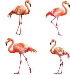a pink flamingo standing on one leg, clipart on a white background with no shadow, high resolution