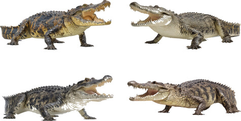 a photorealistic image of a crocodile with its mouth open, showing its full body, isolated on a white background