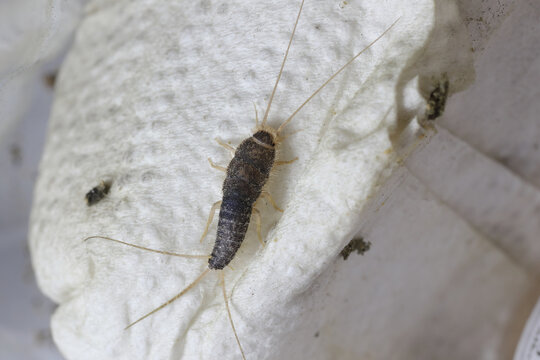 Macro photo of a Gray silverfish (Ctenolepisma longicaudatum) on a paper towel.