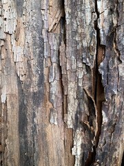 Close-up texture of decaying wood with natural cracks and layers. Detailed surface of old tree bark, perfect for backgrounds, design elements, and ecological themes.