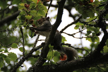 Eastern gray squirrel (Sciurus carolinensis) in tree branches, Tilgate Lake, Crawley, UK