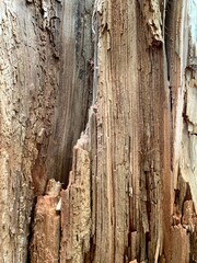 Close-up texture of decaying wood with natural cracks and layers. Detailed surface of old tree bark, perfect for backgrounds, design elements, and ecological themes.