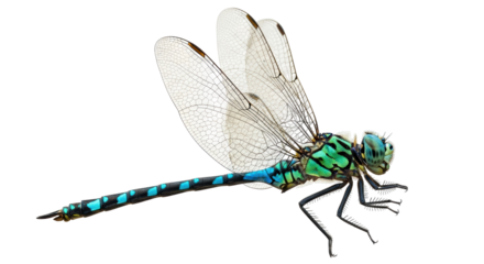 Isolated dragonfly with transparent wings, beautiful patterns and colors, detailed animal view